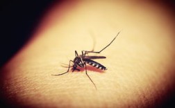 河南极端高温，连蚊子都热死了