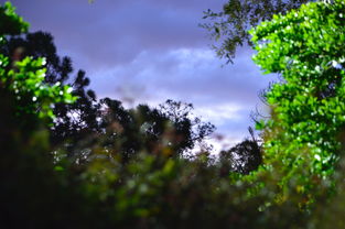 广东中山狂风暴雨，树木砸中车辆引发关注-图2